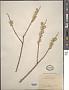 Salix viminalis L.