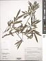 Salix viminalis L.