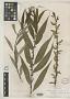 Salix x hankensonii Dode