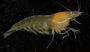 Salmoneus sp.