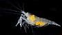 Salmoneus sp.