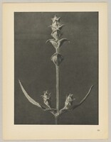 Salvia