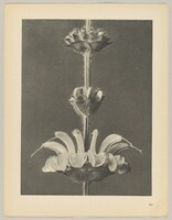 Salvia argentea