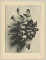 Salvia argentea
