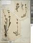 Salvia lanata Salisb.