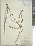Salvia lasiocephala Hook. & Arn.