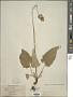 Salvia nutans L.