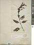 Salvia quitensis Benth.