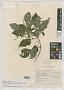 Salvia remissa Epling