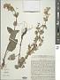 Salvia sclarea L.