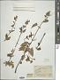 Salvia umbratica Epling