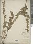Salvia urica Epling