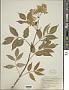 Sambucus canadensis L.