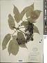 Sambucus cerulea Raf.