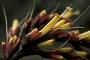 Sanchezia speciosa Leonard