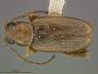 Sangaria flexicaulis