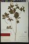 Sanicula gregaria E.P. Bicknell
