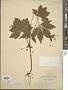Sanicula gregaria E.P. Bicknell