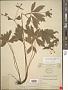 Sanicula odorata (Raf.) Pryer & Phillippe