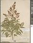 Sapindus saponaria subsp. drummondii (Hook. & Arn.) A.E. Murray