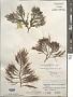 Sarcodiotheca gaudichaudii