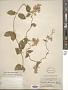 Sarcostemma pannosum Decne.