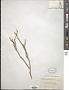Sarcostemma viminale (Linn) R. Br.