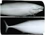 Sarda orientalis