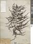 Sargassum henslowianum