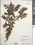 Sargassum hystrix J. Agardh