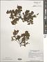 Sargassum linearifolium
