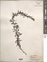 Sargassum muticum