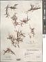 Sargassum natans (L.) Gaillon