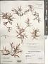 Sargassum natans (L.) Gaillon
