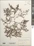 Sargassum natans (L.) Gaillon