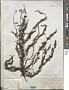 Sargassum palmeri