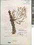 Sargassum polyphyllum