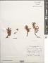 Sargassum polyphyllum