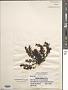 Sargassum rigidulum