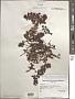 Sargassum sp.