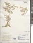 Sargassum sp.
