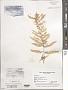 Sargassum sp.