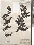 Sargassum sp.