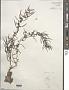 Sargassum sp.