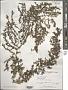 Sargassum sp.