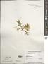 Sargassum sp.