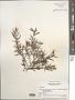 Sargassum sp.