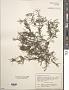 Sargassum wolfii