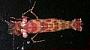 Saron marmoratus