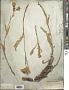 Saussurea coronata Schrenk